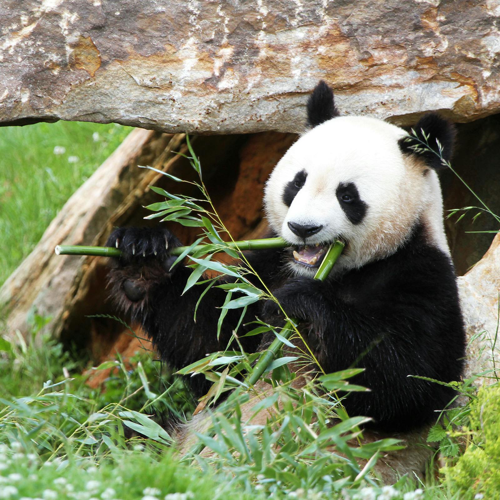 Bambuszt evő óriaspanda a ZooParc de Beauval-ban