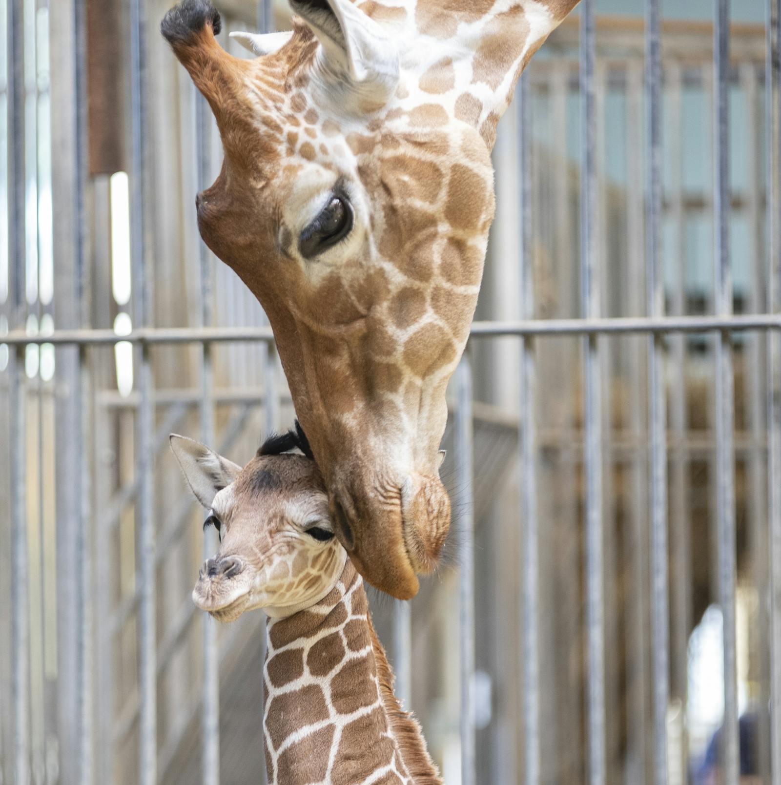 ボーヴァル動物園のオシリスと子グミ