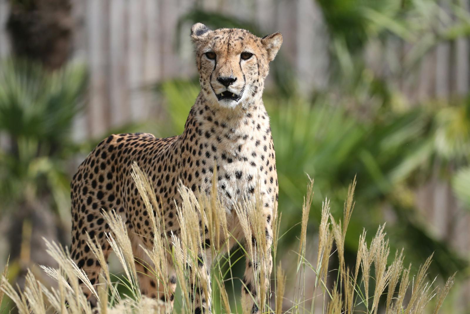 Majestetisk gepard observerer omgivelsene på ZooParc de Beauval