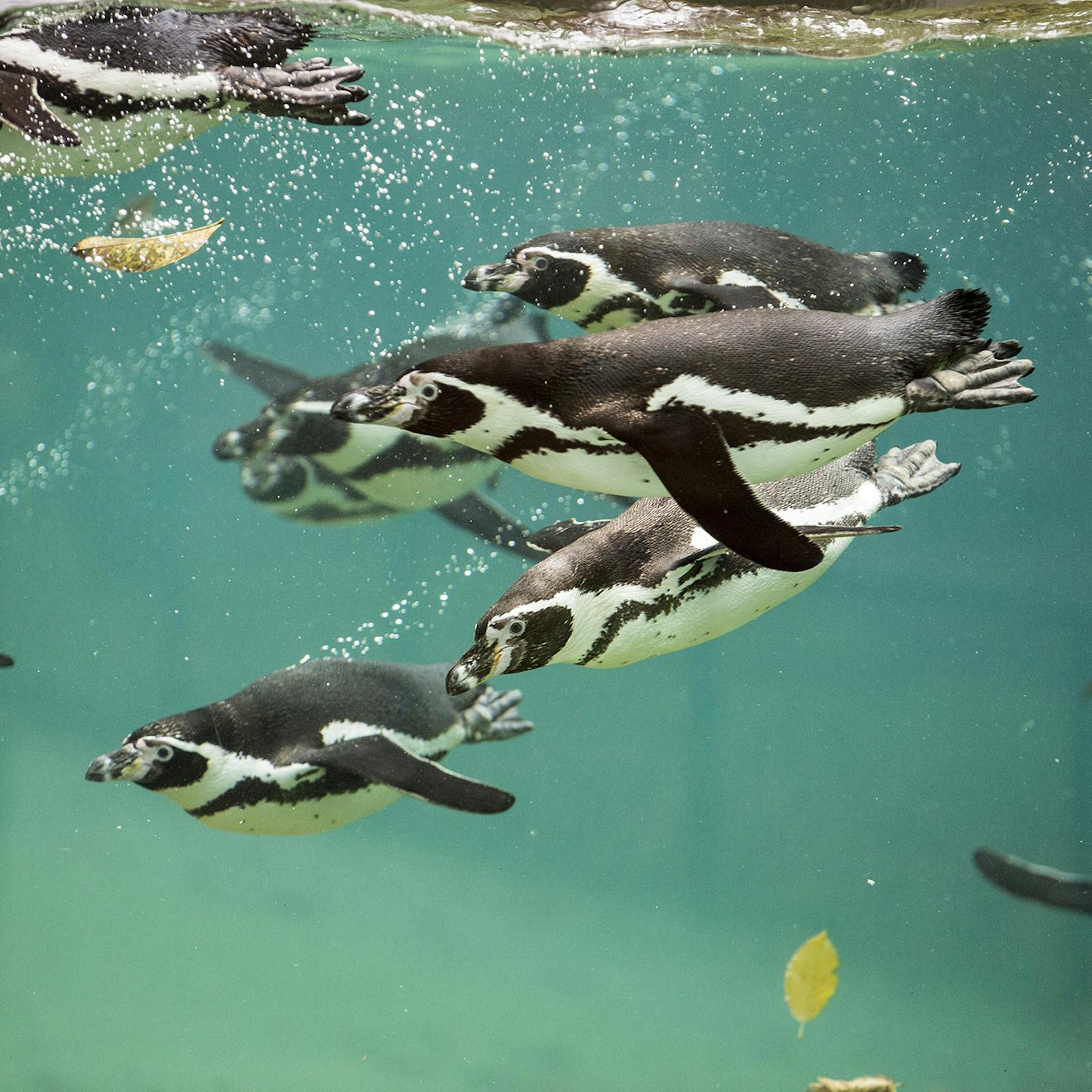 Penguin svømmer under vann på ZooParc de Beauval
