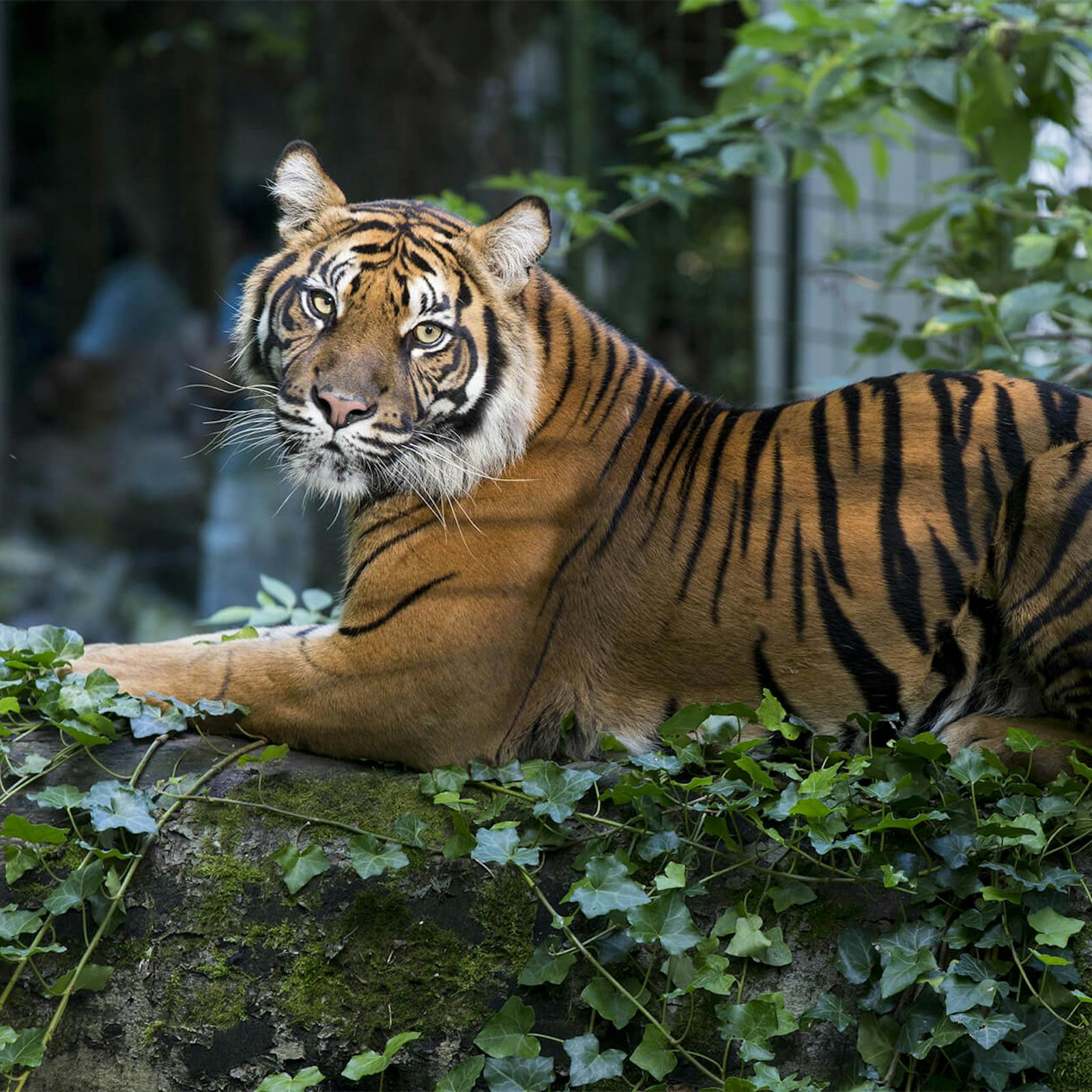 Majestic tiger at ZooParc de Beauval