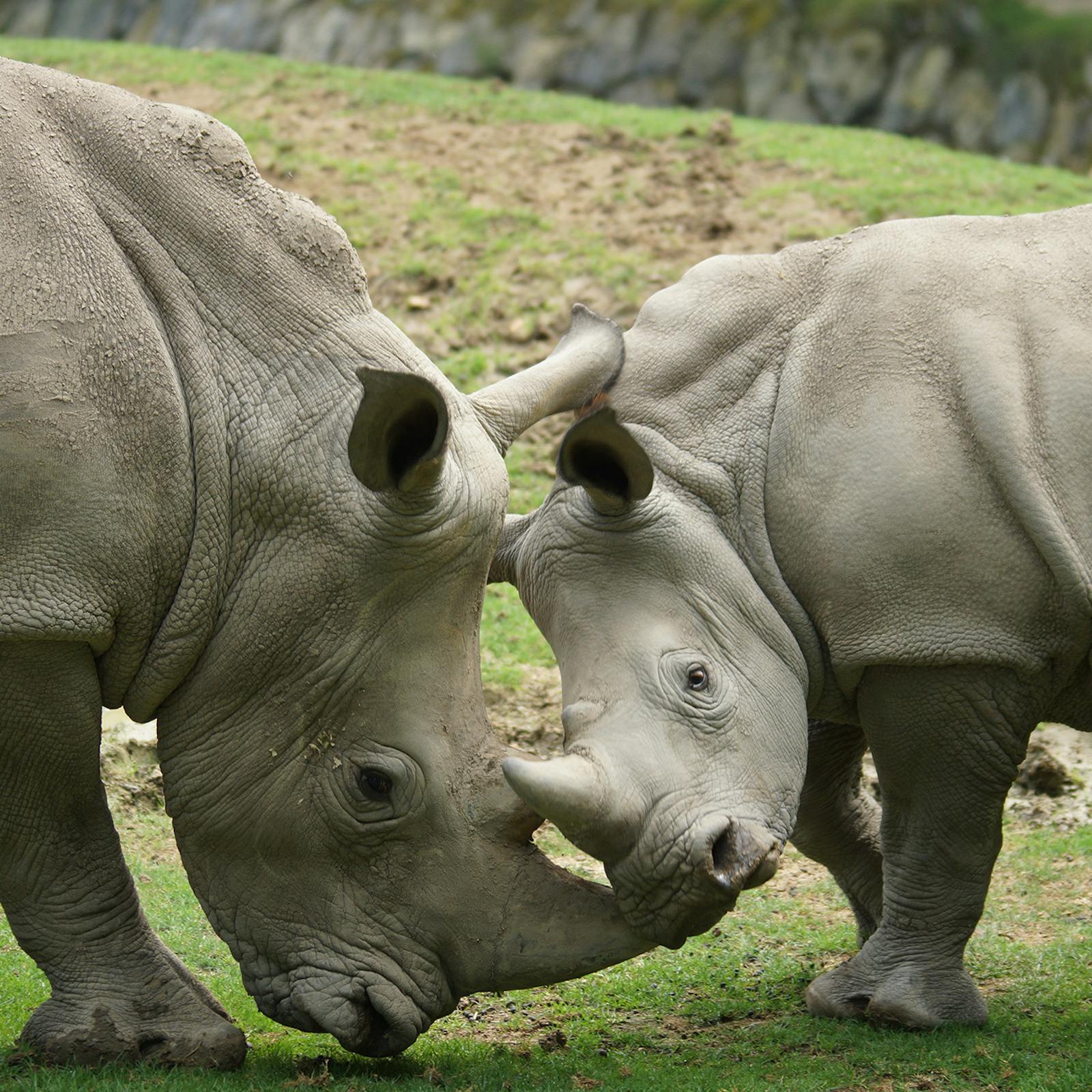 Two white rhinos at ZooParc de Beauval