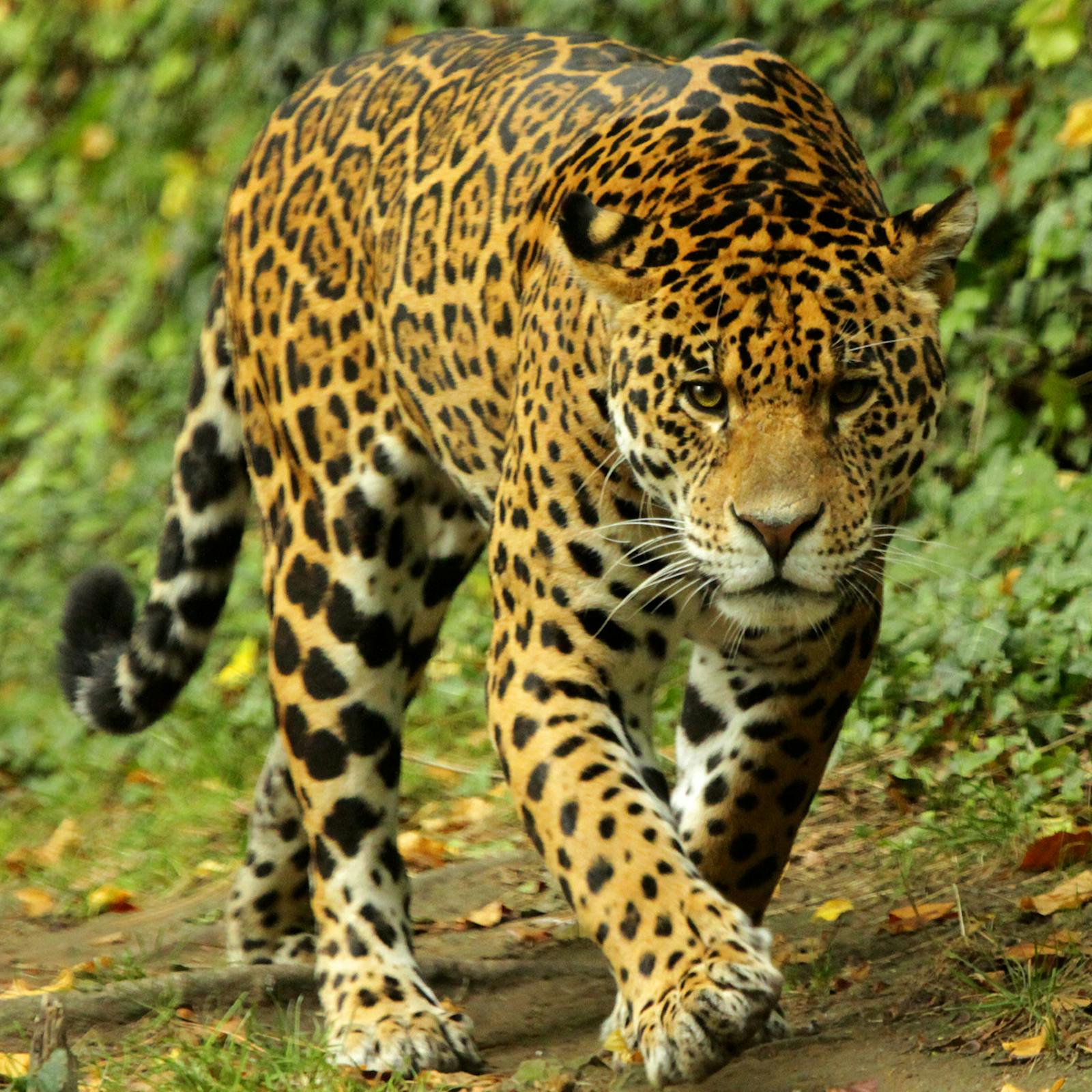 Majestätisk jaguar går i ZooParc de Beauval