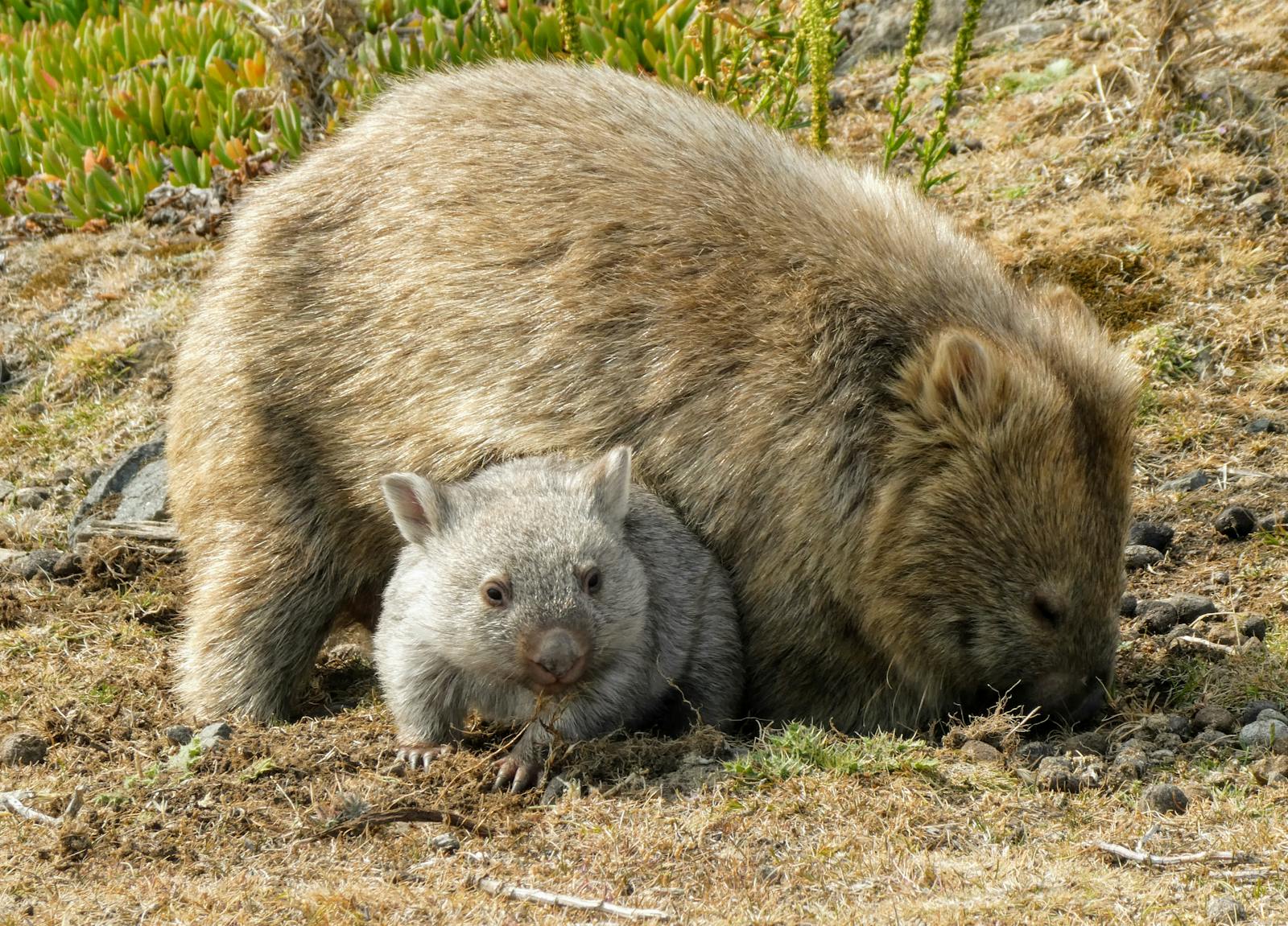 Wombatmor och baby på ZooParc de Beauval