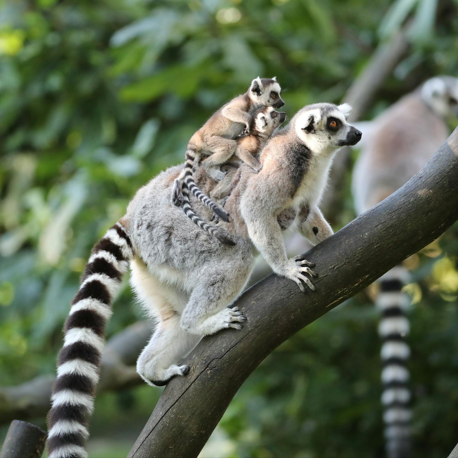 Lemurer på en gren på ZooParc de Beauval