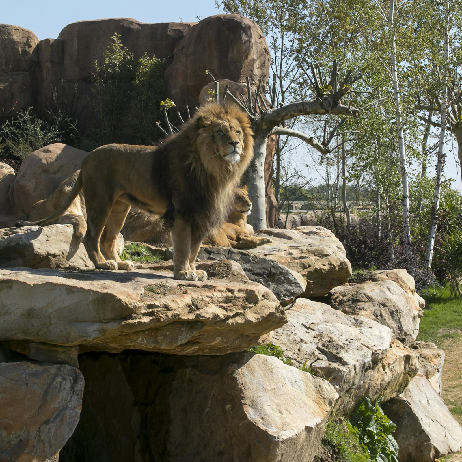 Majestätisk lejon dominerar klippa på ZooParc de Beauval