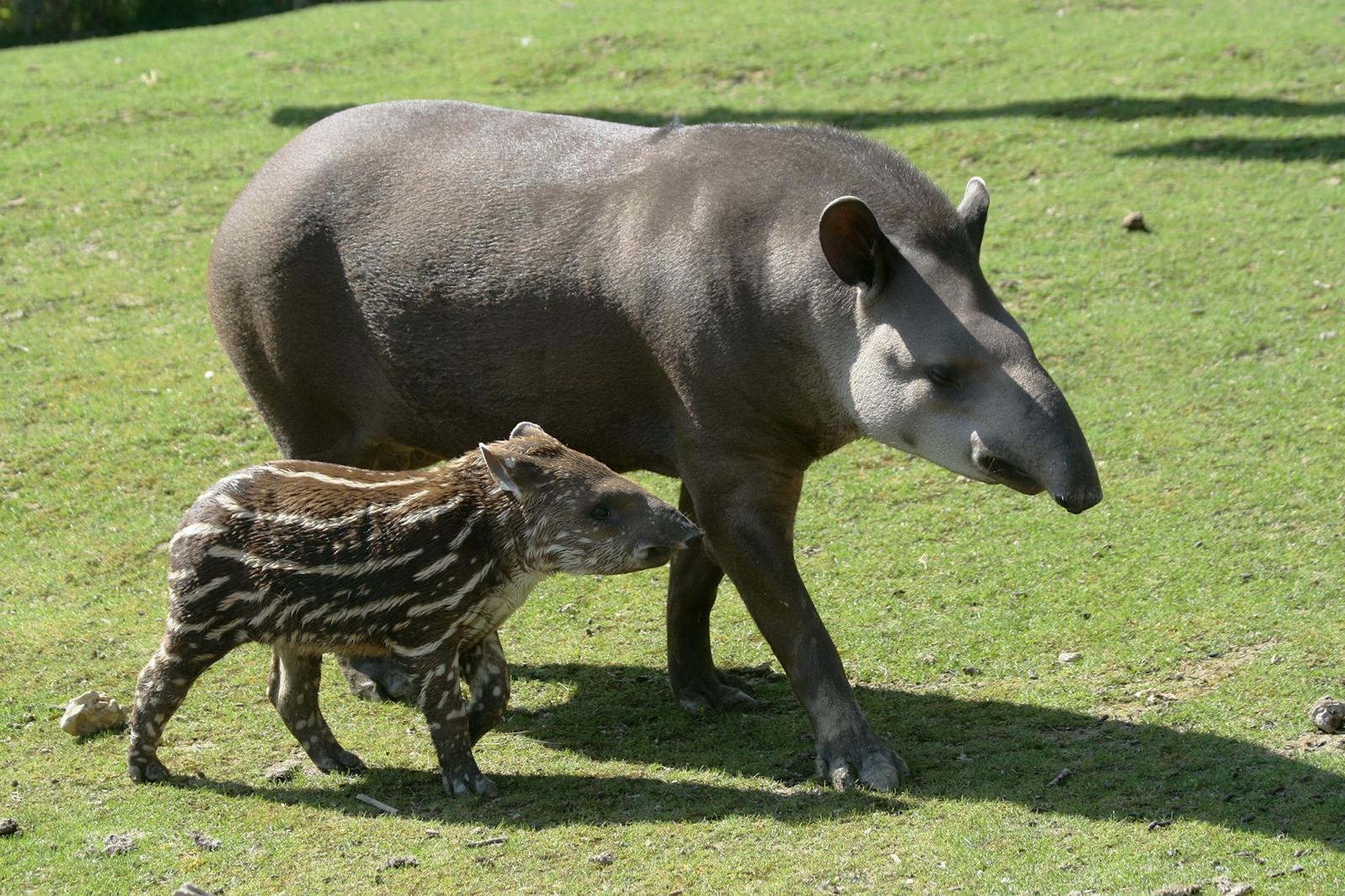 博瓦勒动物园的貘及其幼崽